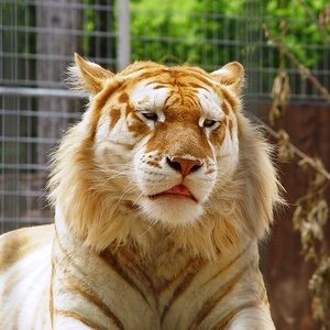 Meet your Posher, Buh